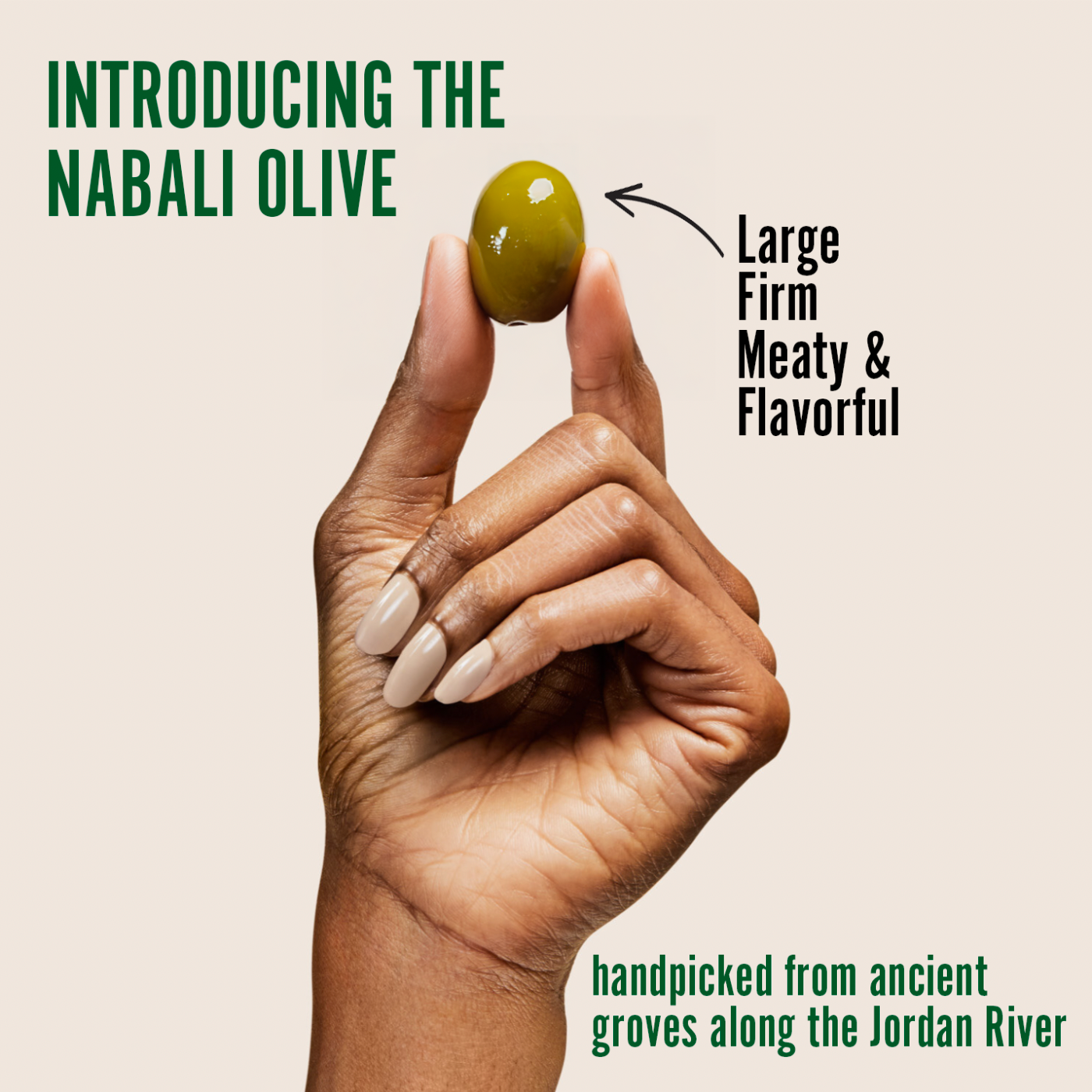 A hand holding large, meaty Nabali green olives known for their firm texture and rich, flavorful taste. Perfect as healthy green olive snacks, on-the-go treats, or gourmet charcuterie board olives