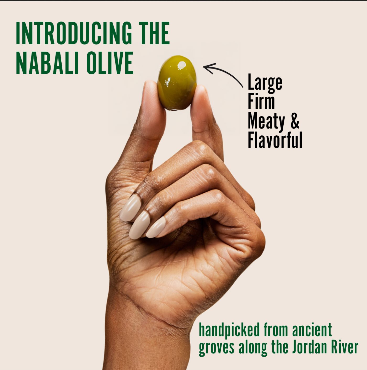 A hand holding large, meaty Nabali green olives known for their firm texture and rich, flavorful taste. Perfect as healthy green olive snacks, on-the-go treats, or gourmet charcuterie board olives