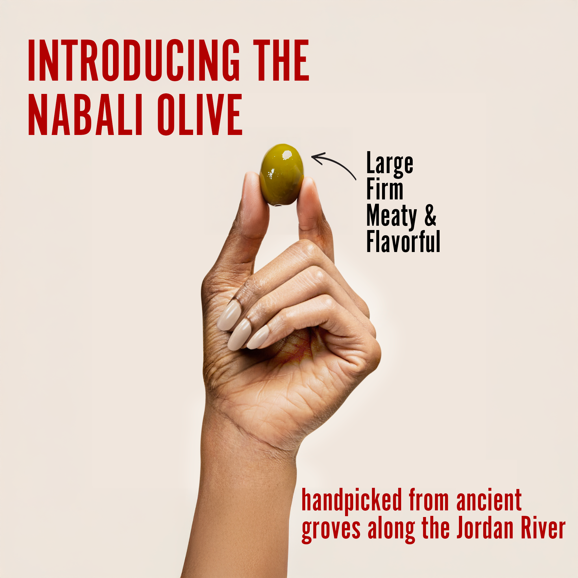 A hand holding large, meaty Nabali green olives known for their firm texture and rich, flavorful taste. Perfect as healthy green olive snacks, on-the-go treats, or gourmet charcuterie board olives